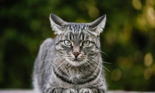 猴耳环颗粒多少钱一盒-猴耳环颗粒用量用法网 - 为你提供猴耳环颗粒一般吃几天为一个疗程、猴耳环颗粒的功能主治